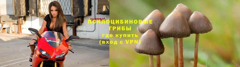 сколько стоит  Карачаевск  Псилоцибиновые грибы Cubensis 